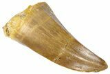 Fossil Mosasaur (Mosasaurus) Tooth - Morocco #364148-1